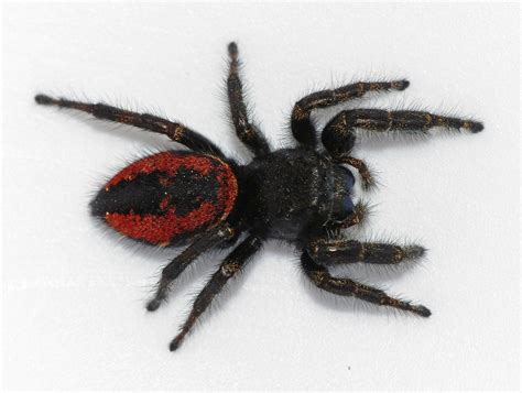Female Phidippus Johnsoni Johnson Jumping Spider In Sooke Vancouver Island British Columbia