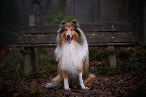 10 Medium Sized Dog Breeds That Are Great For Families