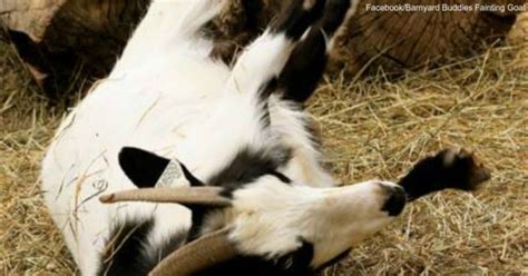 Top 10 Weirdest Animal Behaviors The Animal Rescue Site News