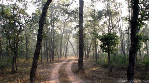 One Of The India S Best National Parks Bandhavgarh Is Located In The