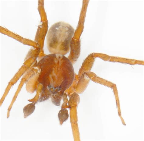 Laos : Frankfurter Forscher entdeckt neue Spinnenart - WELT
