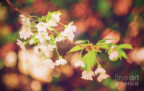 Magical Bokeh Close Up Of A Blooming Sweet Cherry Tree Photograph By