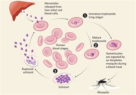 Infographic Fighting Malaria Drug Resistance The Scientist Magazine®