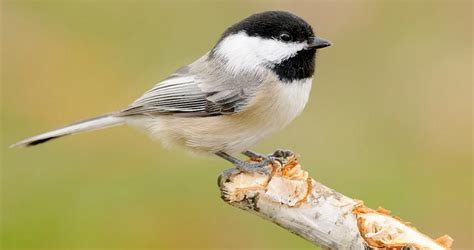 Black Capped Chickadee Overview All About Birds Cornell Lab Of