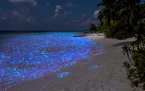 Luminescent Beach In The Maldives When Bioluminescent Plankton Is