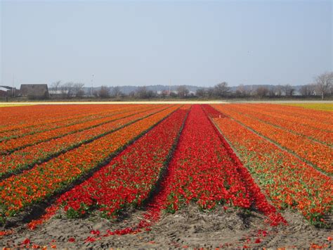 Dutch Flower Fields What To See In Amsterdam