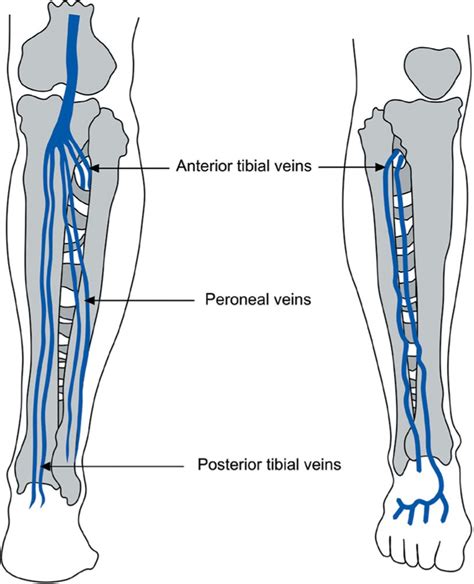 Calf Veins Anatomy Anatomy Diagram Book My Xxx Hot Girl
