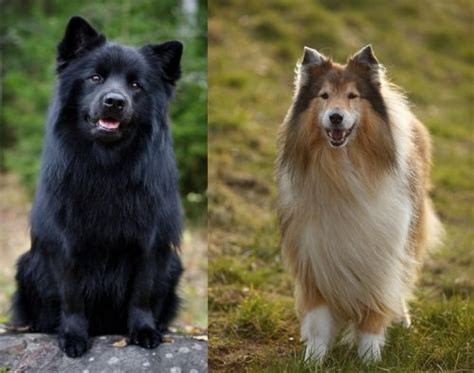 Swedish Lapphund Vs Collie Breed Comparison Mydogbreeds