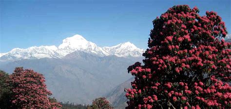 Flora And Fauna In Nepal Nepal Nature Nature Tour In Nepal