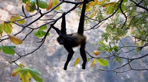 El Mono Araña Un Primate Que Aplica La Inteligencia Colectiva