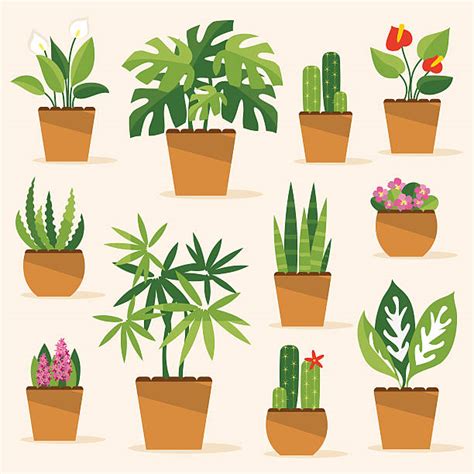 Clip Art Plants 20 Free Cliparts Download Images On Clipground 2023