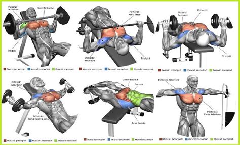 The Top 5 Chest Muscle Exercises All Chest Workout