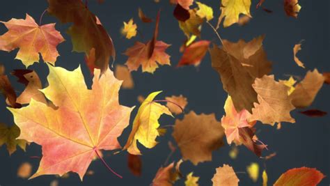 Falling Leaf Loopable Background High Quality Animated Background Of