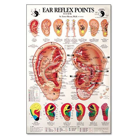 Ear Reflex Point Chart Oleson Reflexology Ear Reflexology Acupuncture