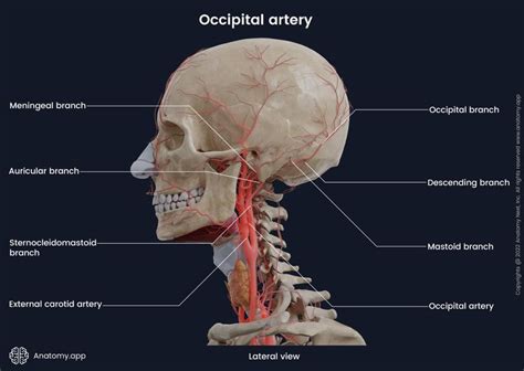 Occipital Artery Encyclopedia Anatomyapp Learn Anatomy 3d