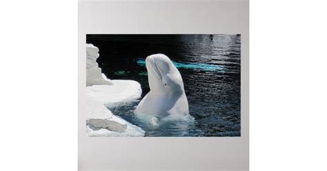 White Beluga Whale Poster Zazzle