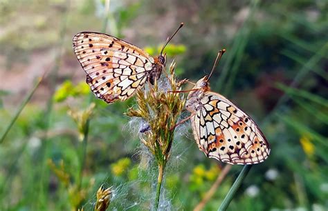Male Butterflies Mark Their Mates With A Stench To Turn Off Rival Suitors