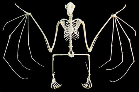 Bat Wing Bones