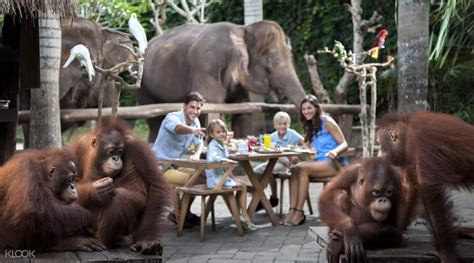 Gambar tentang Sarapan bersama Orangutan di Bali Zoo