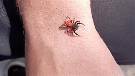 Adanacity on Twitter Denizli de zehirli örümcek türleri arasında yer