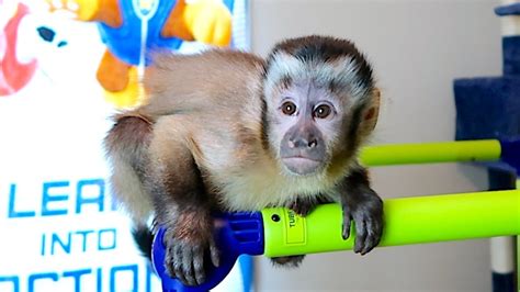 You can hire a specialized monkey trainer, although particular trainers use. Baby Capuchin Monkey Playroom FUN! - YouTube