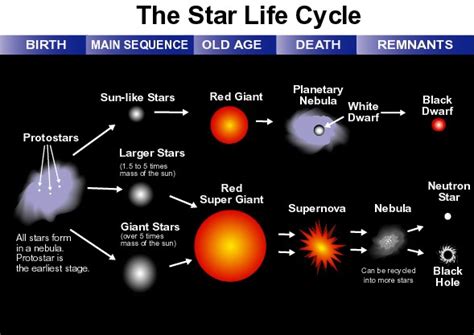 Nebulae are associated with the end of a star's life cycle, as they are shells matter that blown off a star, usually in a series of events, when a star is in its death throws. What's the difference between the life cycle of the sun ...