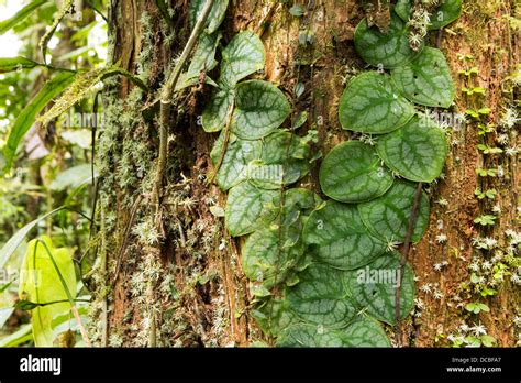 Tropical Climber Growing On The Bark Of A Rainforest Tree Ecuador