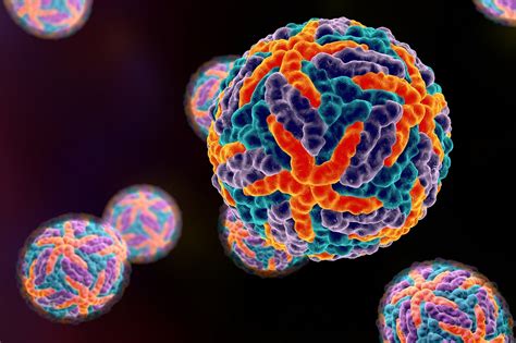 These mosquitoes then transmit the virus to humans. Prior Dengue Infection May Protect Against Symptomatic ...