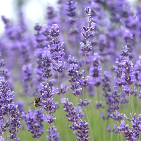 Munstead True Lavender Lavandula Angustifolia 100 Seeds