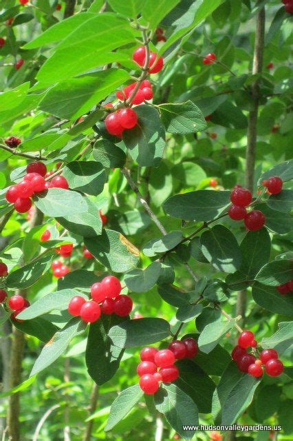 Types Of Red Berries With Pictures