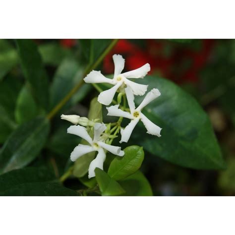 Is star jasmine a perennial. Star Jasmine - Trachelospermum Jasminoïdes