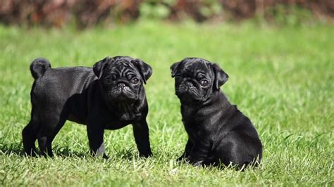 This is a pug pup ready to jump into your arms and load you with puppy kisses. Black Pug puppies. - YouTube