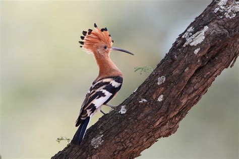 Is There Any Such Bird As The Blue Crested Hoopoe