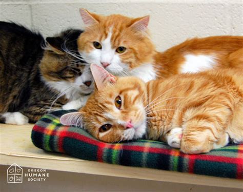 The kentucky humane society is the state's largest pet adoption agency and spay/neuter provider. Cats Rescued from Overcrowded Home Available for Adoption ...