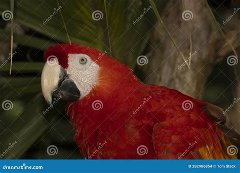 Portrait of a Scarlet Macaw from the Amazon Rainforest Stock Photo