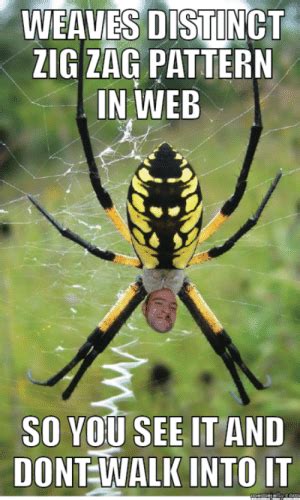 Misunderstood Spider Meme Wasp