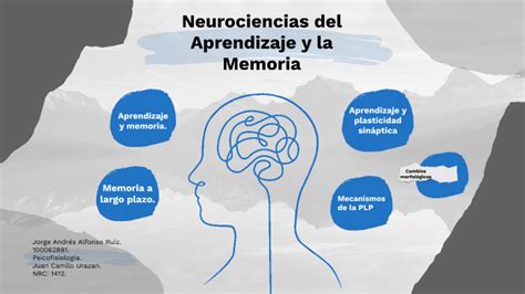 Neurociencias Del Aprendizaje Y La Memoria By Jorge Alfonso On Prezi