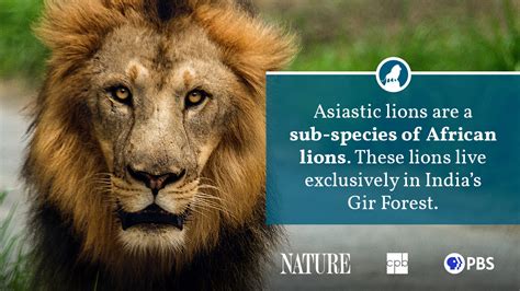 Lion Fact Sheet Blog Nature Pbs
