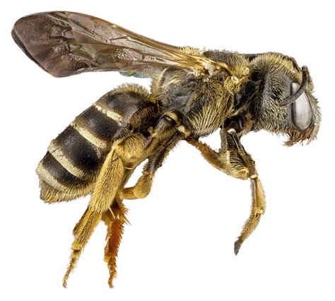 Honey Bee Png Hd Transparent Honey Bee Hdpng Images Pluspng