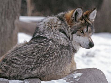 Timber Wolf Wallpapers Wallpaper Cave