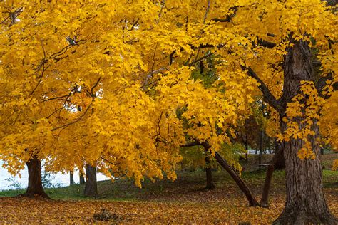 Yellow Trees Photograph By Deb Henman Pixels