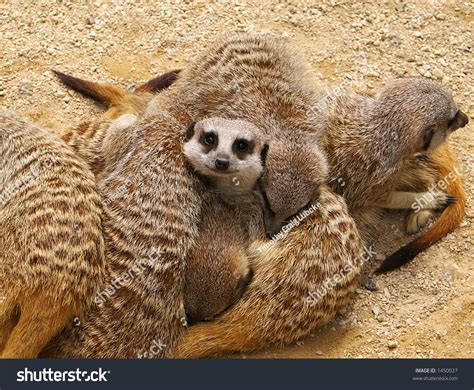 Meerkat Group Hug Stock Photo 1450027 Shutterstock