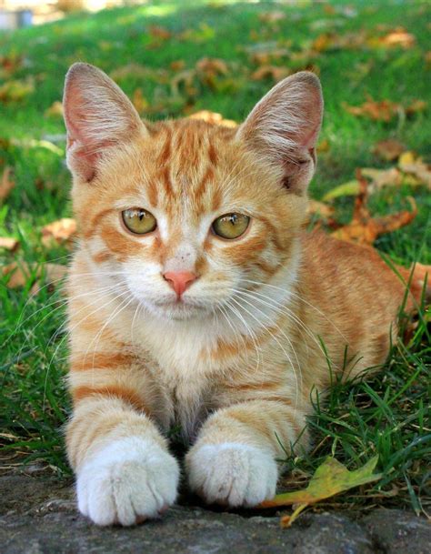 Cute Cat Tabbycat Orange Tabby Cats Cute Cats And Kittens Cute Animals