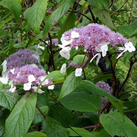 Hortensja omszona nie jest trudnym w utrzymaniu krzewem. Hortensja kosmata - omszona (Hydrangea aspera) Macrophylla ...