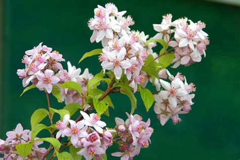It has a bushy growth habit and is ideal for filling gaps in partially shaded hedges. Deutzia 'Mont Rose' - gardenersworld.com