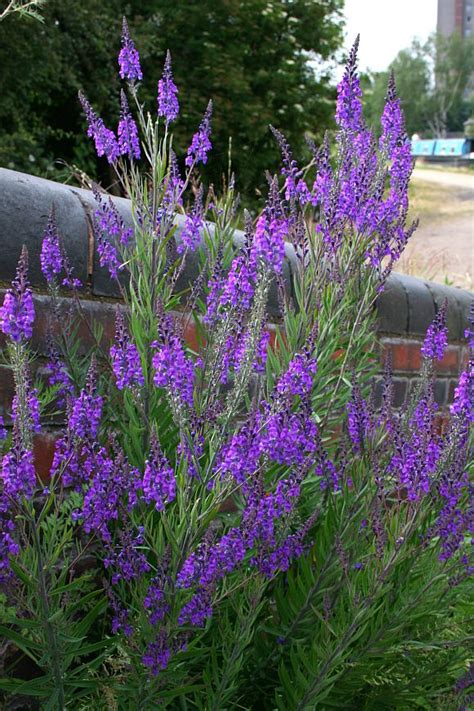 Dracaena spike plant a portrait of an annual howstuffworks. Toadflax (Purple) / Purple Toadflax - Wild Flower Finder