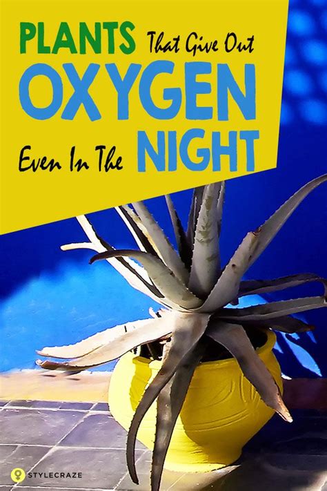 Check spelling or type a new query. 7 Plants That Give Out Oxygen Even In The Night | Indoor ...