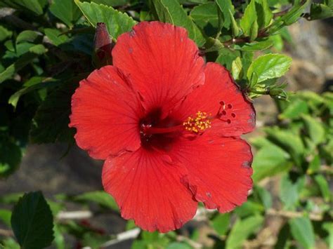 Quick links fd roosevelt 525 hato rey, puerto rico 00918. Best Of What Is Puerto Rico State Flower And Pics ...