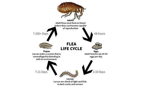 How Long Can Fleas Live Without A Host Heres The Answer