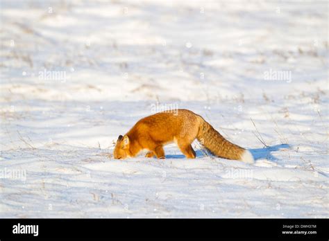 Red Fox Vulpes Vulpes On Arctic Tundra Near Prudhoe Bay Alaska In